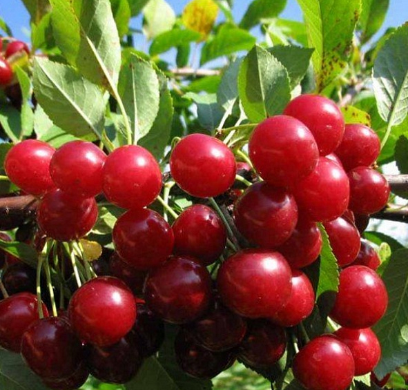 Вишня Калитвянка (Факел)